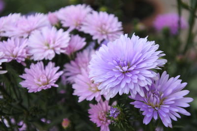 Close-up of pink flowering plants