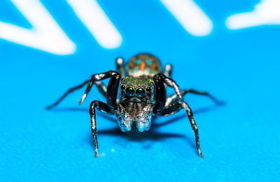 Macro shot of spider on blue table