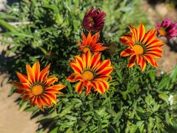 High angle view of orange flowering plants