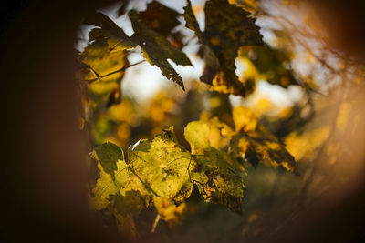 Close-up of maple leaves on tree during autumn