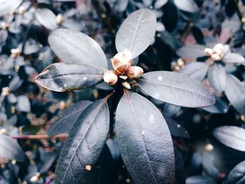 Close-up of flowering plant