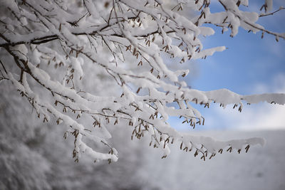 Winter, snow on the branches of a tree, patterns