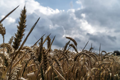 Close-up of wheat growing on field against sky