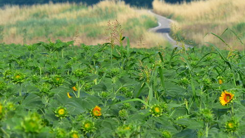 Plants growing on field