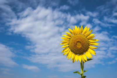 Close-up of sunflower against sky