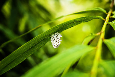 Close-up of green leaf on plant