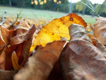 Close-up of yellow maple leaves on grassy field