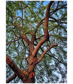 Low angle view of bare tree against sky