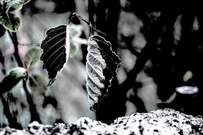 Close-up of frozen leaves during winter