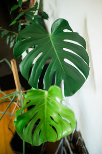 Close-up of green leaves