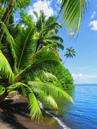 Palm tree by sea against sky