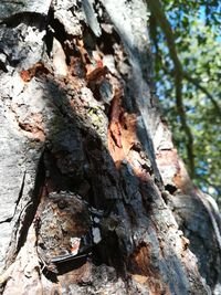 Close-up of tree trunk