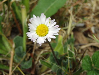 Close-up of white flowering plant on field