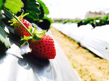 Close-up of strawberry in water