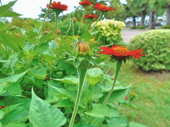 Close-up of red flowers