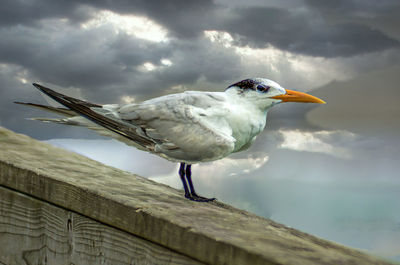 Close-up of seagull perching on a rock