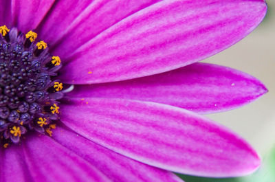 Close-up of pink flower head