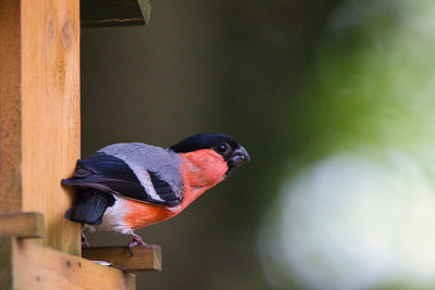 Close-up of bird perching on wood