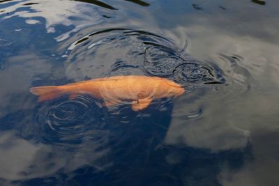 High angle view of koi carp fish swimming in lake