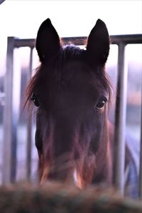 Hay under a hay