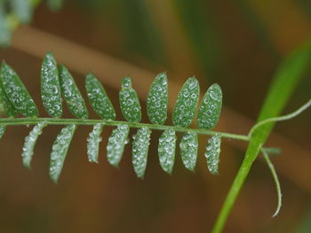 Close-up of fresh green plant