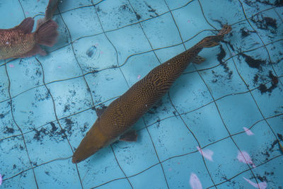 High angle view of fish swimming on floor