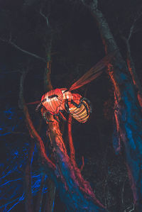 Close-up of insect on tree