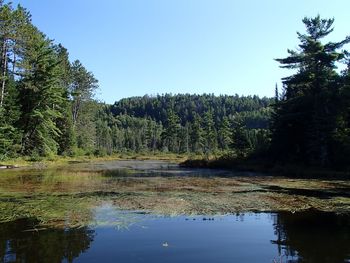 Scenic view of lake in forest against clear sky