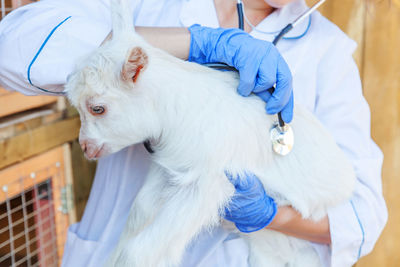 Close-up of white dog