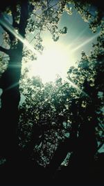 Low angle view of trees in forest against sky