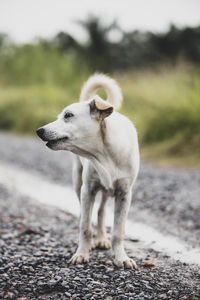 View of a dog looking away on road