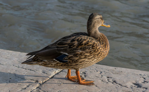 Close-up of duck swimming on lake