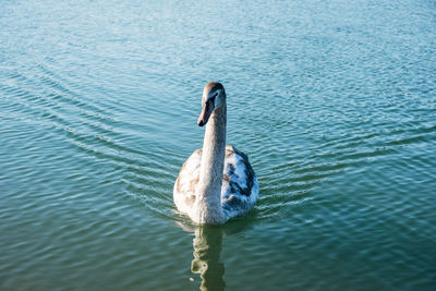 Swan swimming in lake