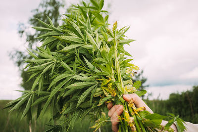 Close-up of plant against sky