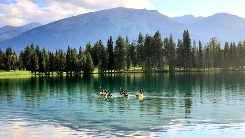 Ducks swimming in lake against mountains