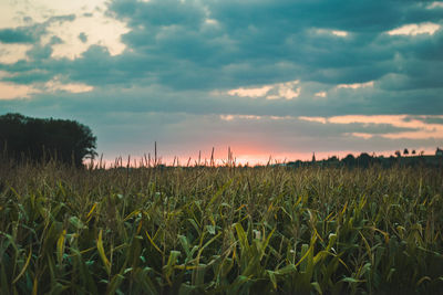 Crops growing on field against sky during sunset