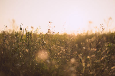 Close-up of grass on field against sky during sunset