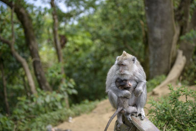 Mother monkey with her baby