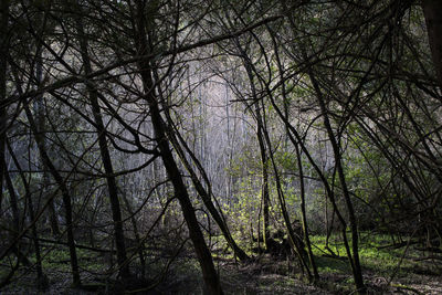 Low angle view of trees in forest against sky