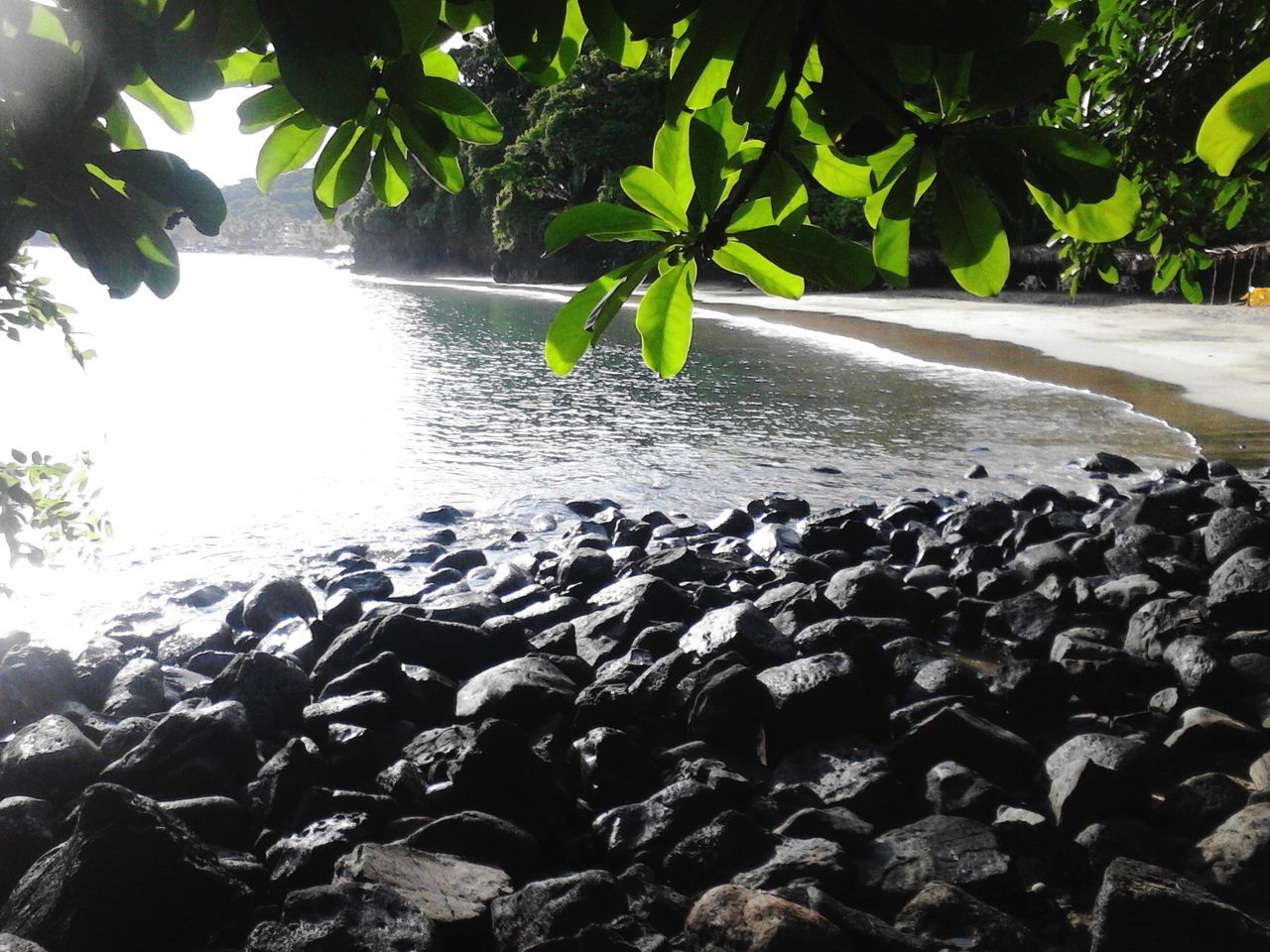 tree, water, growth, leaf, nature, tranquility, green color, beauty in nature, plant, tranquil scene, sea, sunlight, scenics, rock - object, branch, day, beach, outdoors, no people, growing