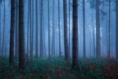 Trees in forest