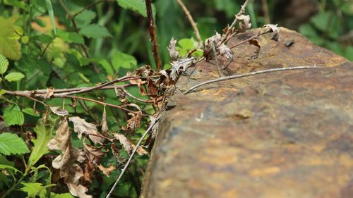 Close-up of dry leaf on plant