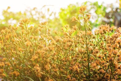 Close-up of flowering plants on field