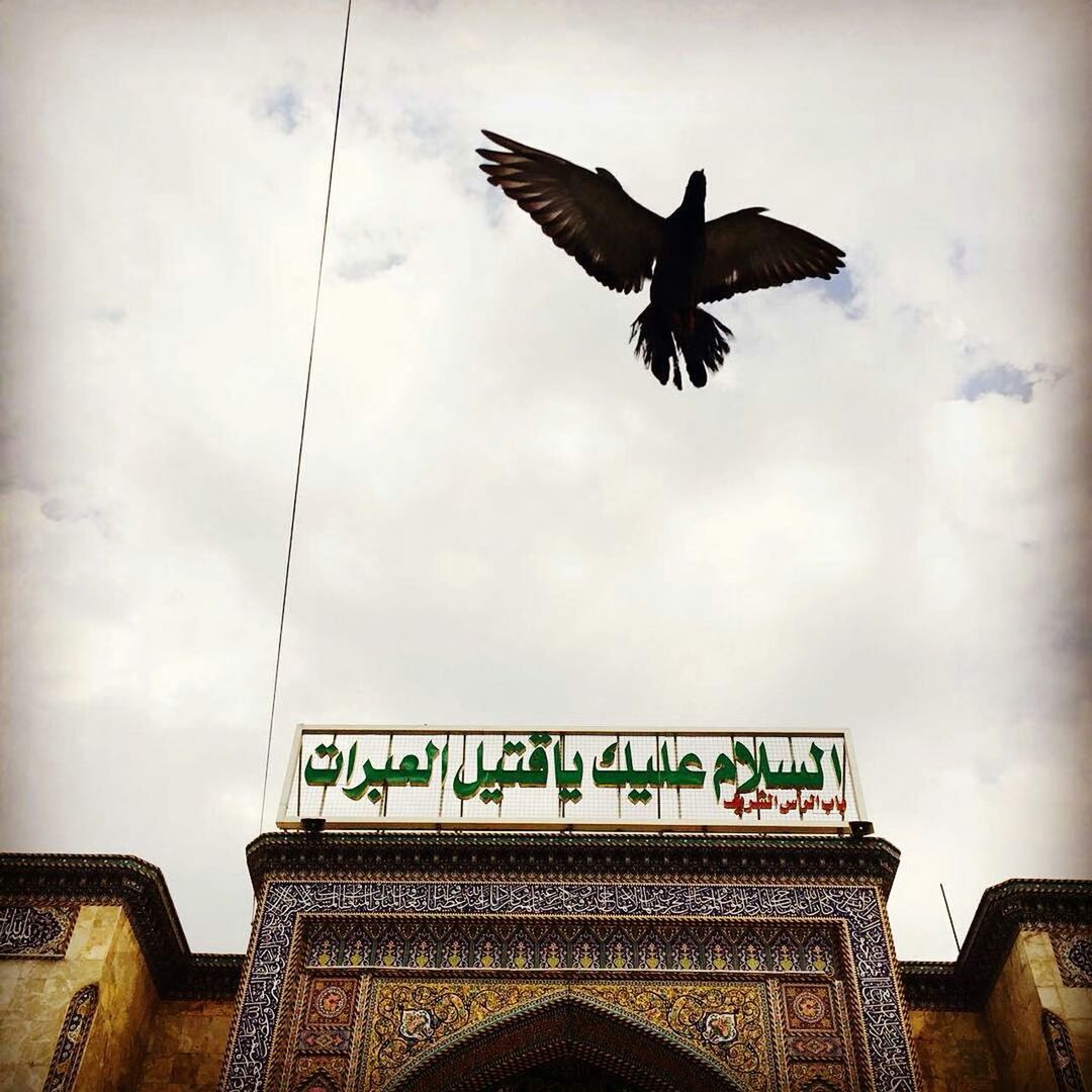 bird, animal themes, flying, animals in the wild, wildlife, spread wings, one animal, low angle view, sky, mid-air, seagull, pigeon, text, built structure, perching, cloud - sky, architecture, building exterior, day, western script