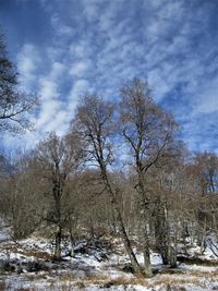 Bare trees on snowy field against sky