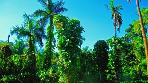 Low angle view of palm trees