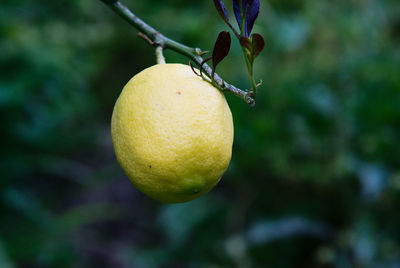 Close-up of fruits hanging on tree