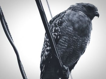 Low angle view of bird perching against clear sky