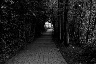 Empty road along trees in forest