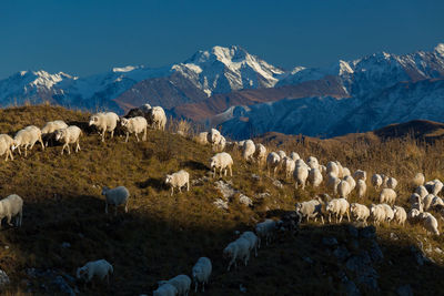 View of sheep on field